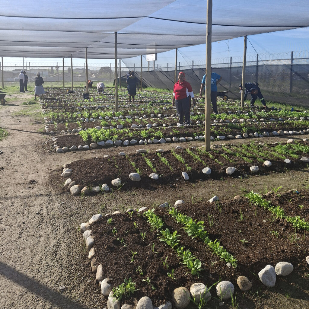 community-garden